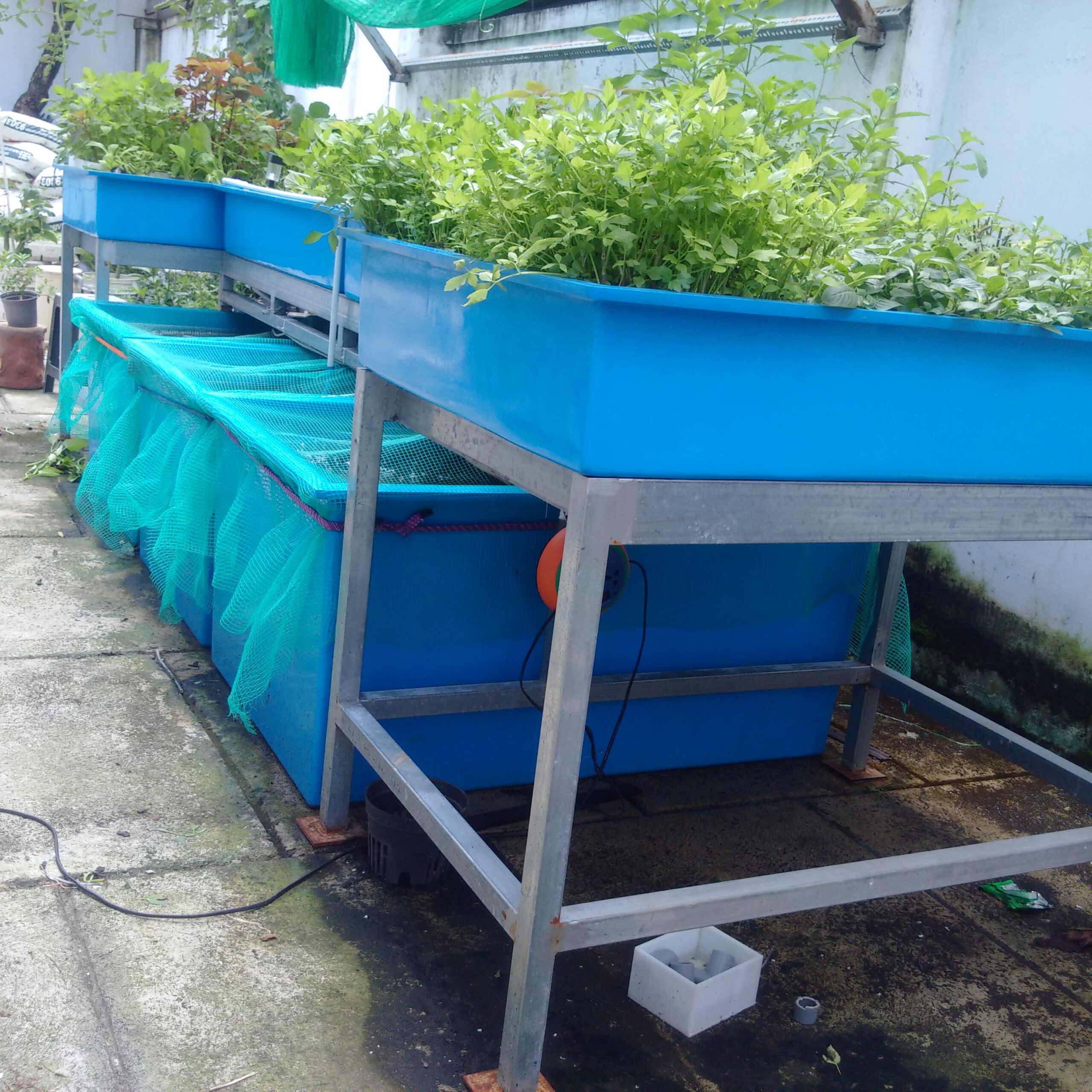 aquaponic