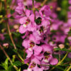 Serenita Lavender Pink Compact Angelonia
Color Code: 251c-252c
PAS 2013, #APL220
Bloom Detail, Seed
Photo:  Mark Widhalm, 04.10 Santa Paula
SerenitaLavPink_02.tif
ANG10-10013.jpg