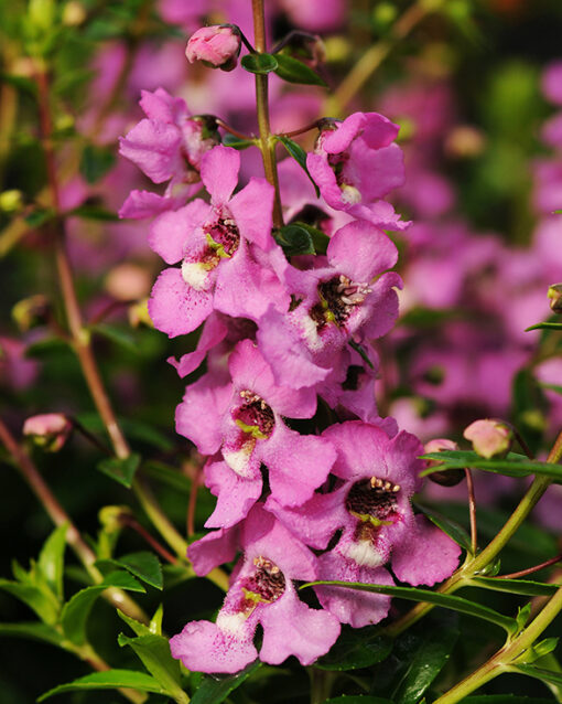 Serenita Lavender Pink Compact Angelonia
Color Code: 251c-252c
PAS 2013, #APL220
Bloom Detail, Seed
Photo:  Mark Widhalm, 04.10 Santa Paula
SerenitaLavPink_02.tif
ANG10-10013.jpg