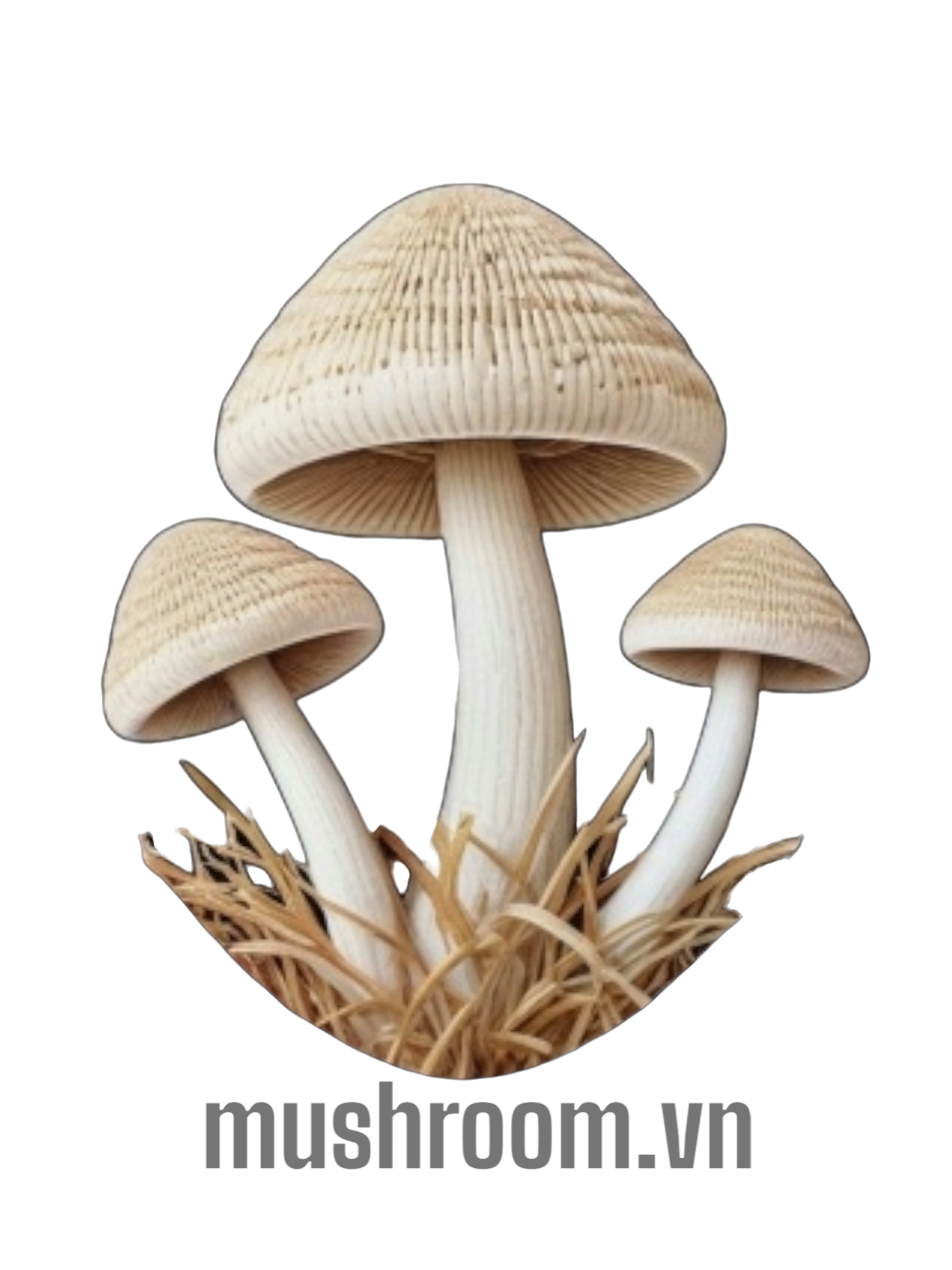 mushroom.vn